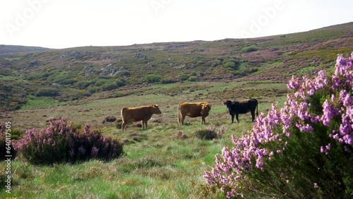 Herd of cattle graze preen and clean themselves in zamora spain hilly landscape