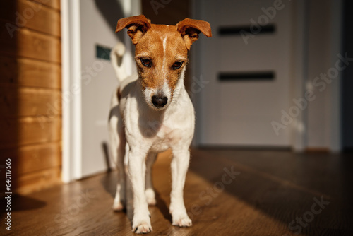 Cute dog at home. Jack Russell terrier puppy standing on floor in living room interior