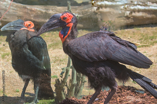 Close-up of a red-billed Kaffir Horned Raven in profile. A pair of horned ravens on a walk.