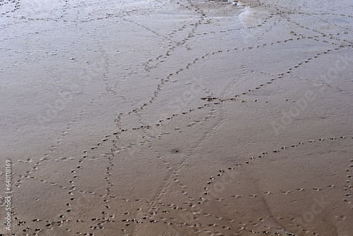Tela River Estuary Mud With Tracks