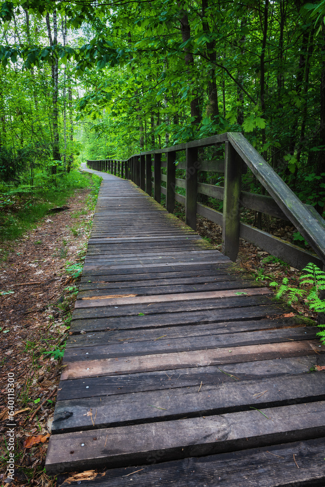 Wooden Path Through Forest Wetlands Of Kampinoski National Park In Poland