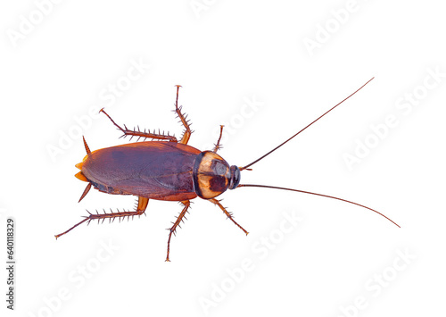 top view brown cockroach isolated