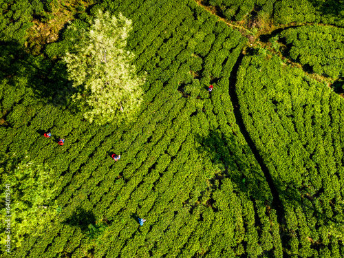 Aerial view of hills with tea plantation in Sri Lanka.