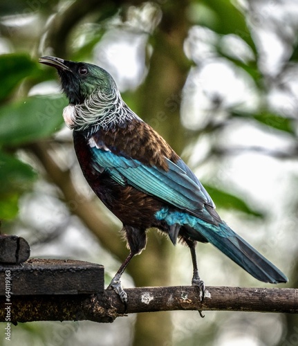 Tui on a branch
