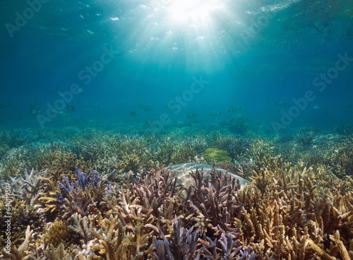 Coral reef with sunlight underwater Pacific ocean natural seascape