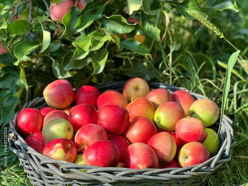 Perfect ripe eco apples in organic fruit garden, Perfect ripe eco apples in organic fruit garden,
