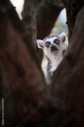 lemur in a tree