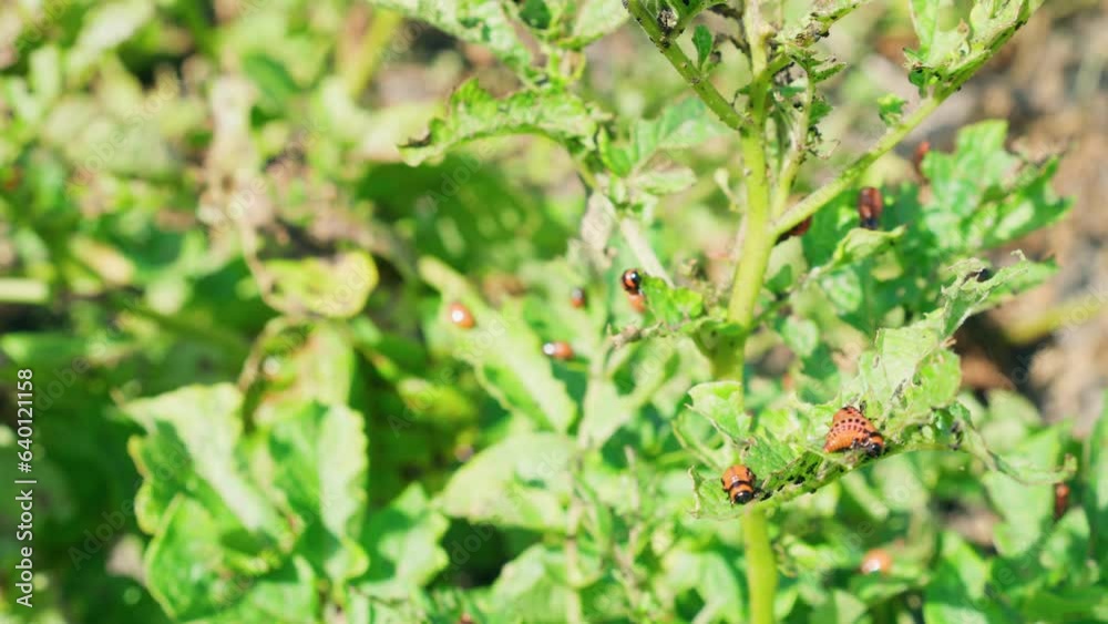 The larvae of the Colorado potato beetle feed on potatoes. Harmful insect. The larvae of the Colorado potato beetle feed on potatoes. Harmful insect.
