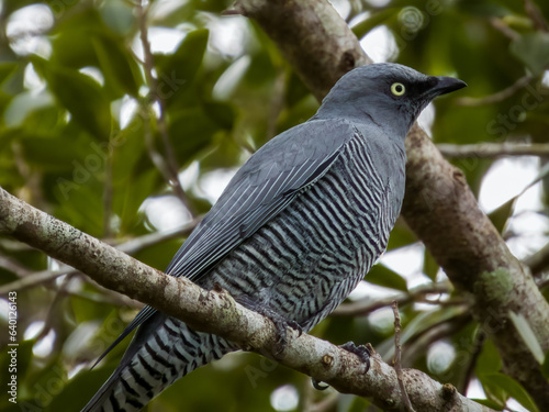 Barred Cuckooshrike in Queensland Australia photo