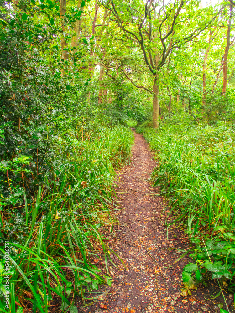 Woodland path leading through green trees and undergrowth portrait view. Woodland path leading through green trees and undergrowth portrait view.