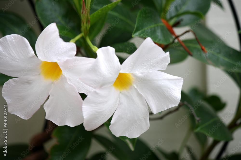White mandevilla (Mandevilla boliviensis) in bloom : (pix Sanjiv Shukla)