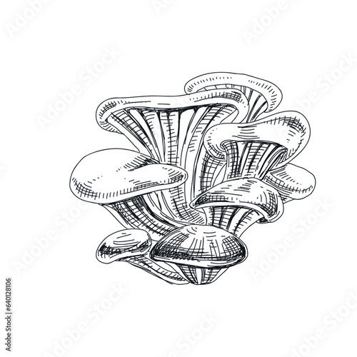 Vector hand drawn oyster mushrooms vintage sketch illustration.