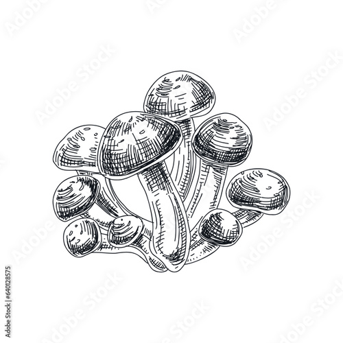 Vector hand drawn honey mushrooms vintage sketch illustration.