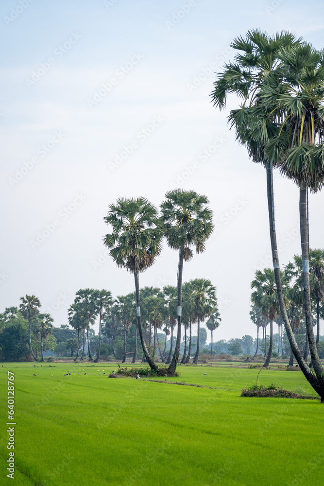 Green landscape in Phetchaburi Province, Thailand. Palm Trees and farms