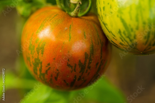 Black Zebra tomato with ripe tomato