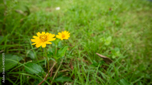Beautiful meadow field with fresh grass and yellow dandelion flowers in nature against a blurry green grass blackground