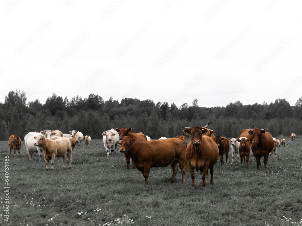 a herd of cows gaze curiously and with interest at what's going on.