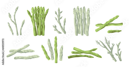 Asparagus collection. Organic whole stalk cultivated and uncooked food, asparagus crop stick with leaves and buds for cooking. Vector vegetarian set