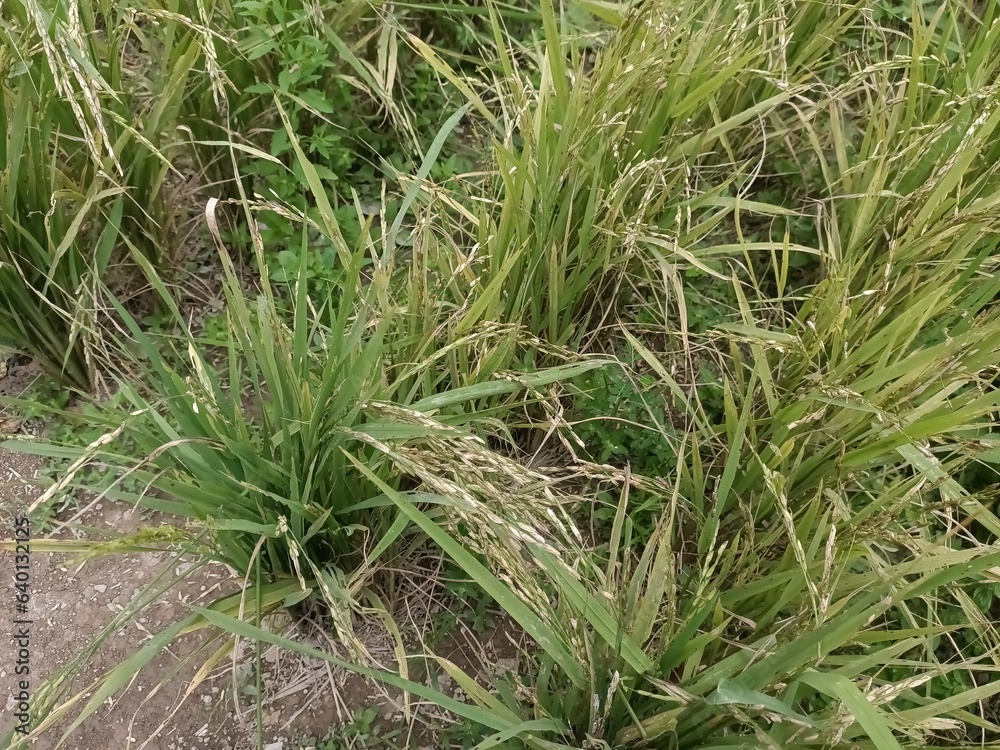 ripe rice or paddy plant  close-up in malaysia. paddy or oryza sativa
