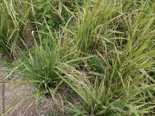 ripe rice or paddy plant  close-up in malaysia. paddy or oryza sativa
 photo