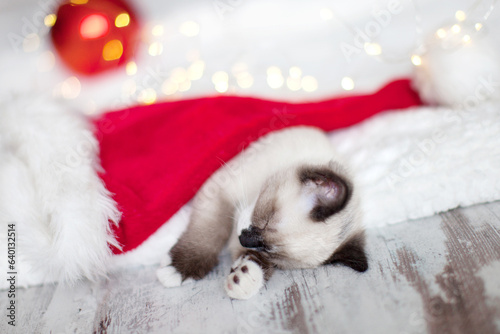 Kitten sleep in christmas hat