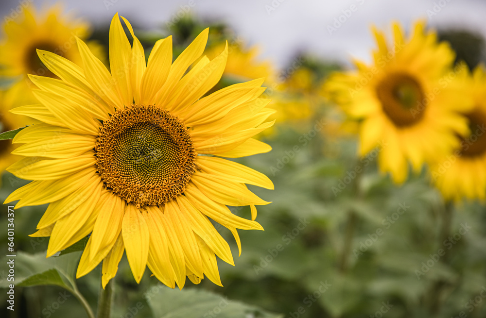 Sunflowers In A Field In Launton, Oxfordshire