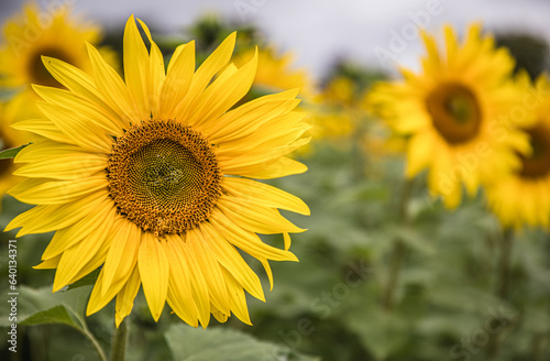 Sunflowers In A Field In Launton  Oxfordshire