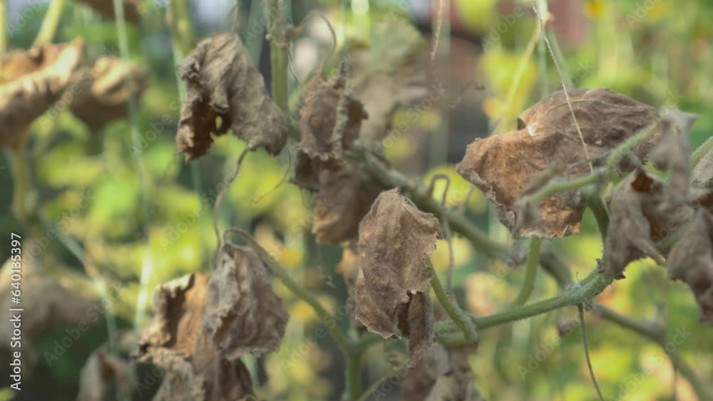 Dry leaves on tomato bush affected by severe drought. Dry leaves on tomato bush affected by severe drought.