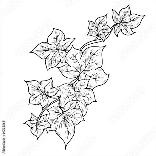 Poison Ivy vector line art illustration. Graphic outlines.