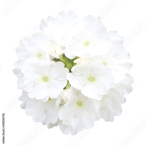 Verbena flowers isolated on transparent background photo