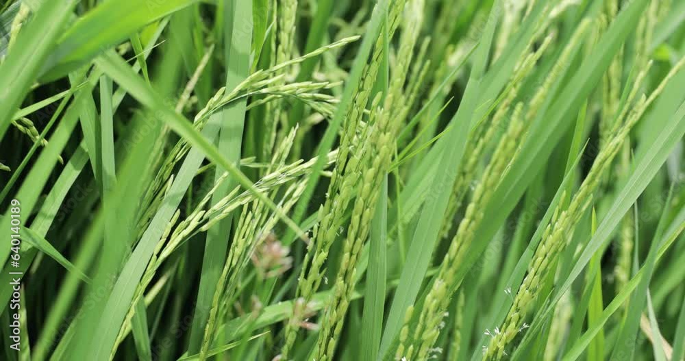 Close-up Rice Plants in Sukhothai, Thailand Close-up Rice Plants in Sukhothai, Thailand