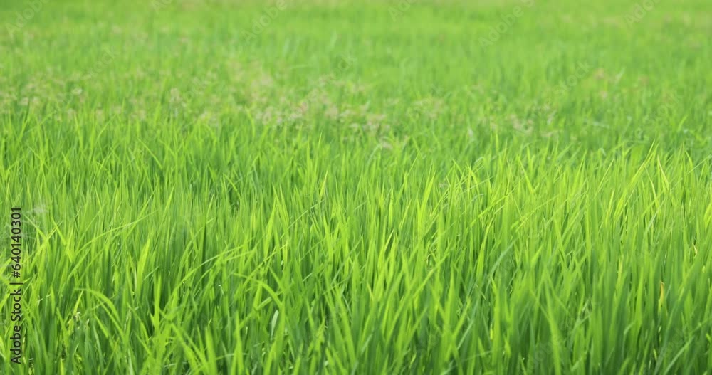 Close-up Rice Plants in Sukhothai, Thailand Close-up Rice Plants in Sukhothai, Thailand