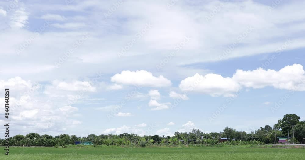 Rice Field Scenery in Sukhothai, Thailand Rice Field Scenery in Sukhothai, Thailand