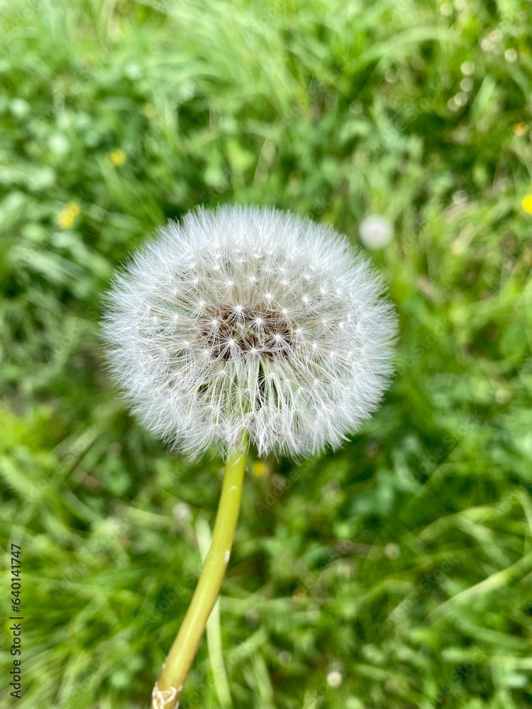 Obraz premium dandelion on green background