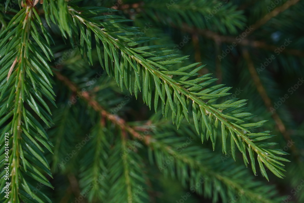 branches of a pine branches of a pine