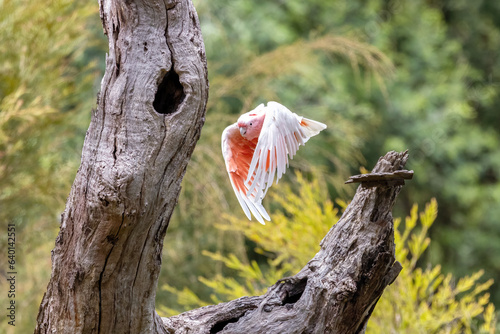 Major Mitchell cockatoo, otherwise known as the Leadbeater or pink cockatoo, in flight. This species is threatened in the wild. Victoria, Australia.