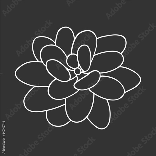 Succulent echeveria in doodle style, vector illustration. Desert flower for print and design. Outline mexican plant, graphic isolated element on chalk board background. Housplant for decor interior