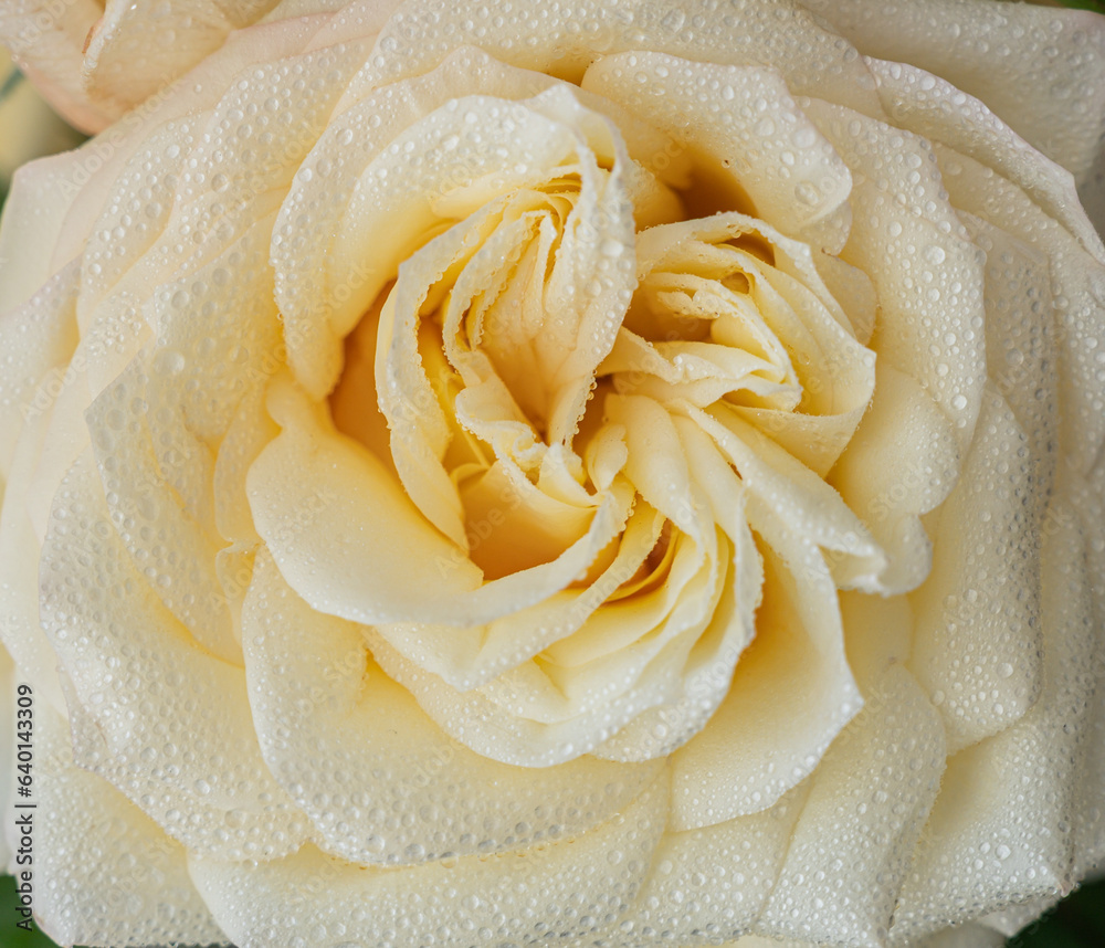 Yellow rose with water drops as natural background. Macro shot with shallow depth of field. Yellow rose with water drops as natural background. Macro shot with shallow depth of field.