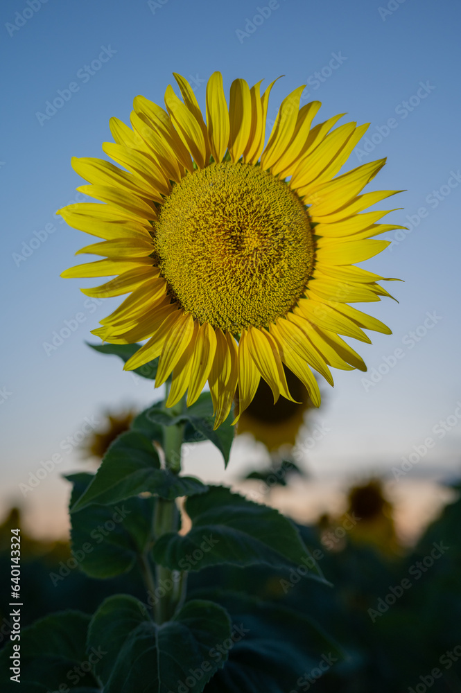 A sunflower in full bloom with bright yellow petals and a large green center faces towards the right side of the image. A sunflower in full bloom with bright yellow petals and a large green center faces towards the right side of the image.