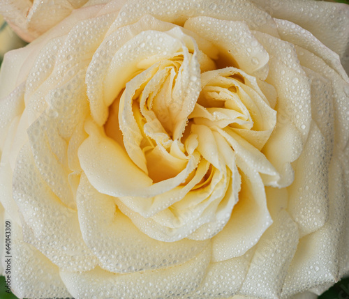 Yellow rose with water drops as natural background. Macro shot with shallow depth of field.