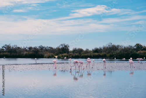 Pink flamingos in the regional park of the Camargue, the largest population of flamingos in Europe. photo