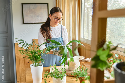 Woman repotting Staghorn fern (Platycerium bifurcatum), taking care of plants and home flowers. Home gardening.