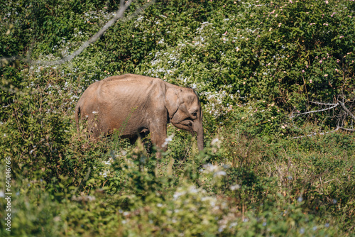 Wild Sri Lankan Elephant during safari game drive in Udawalawa National Park 