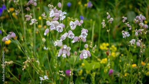 The beautiful flowers of the silene vulgaris also known as bladder campion or maidenstears, photo taken in the mountains of the French Vosges