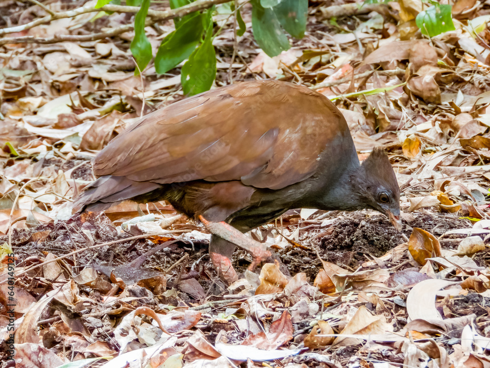 Fototapeta premium Orange-footed Megapode in Queensland Australia