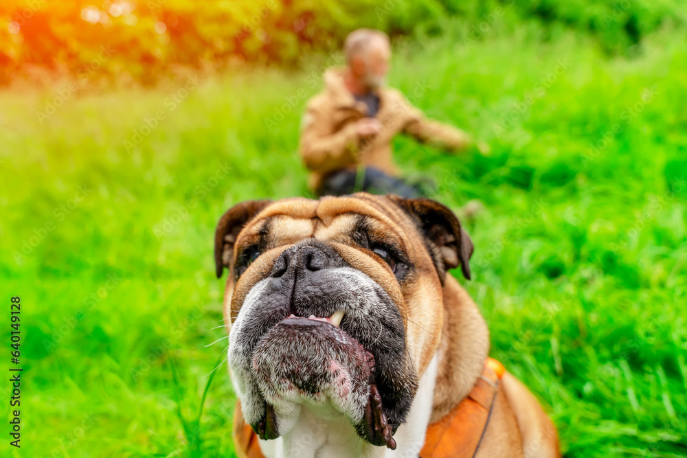 Funny beautiful classic Red English British Bulldog Dog out for a walk looking up sitting in the grass in forest on sunny day at sunset Funny beautiful classic Red English British Bulldog Dog out for a walk looking up sitting in the grass in forest on sunny day at sunset