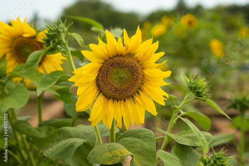 Sunflower natural background. Sunflower blooming. Close-up of sunflower.