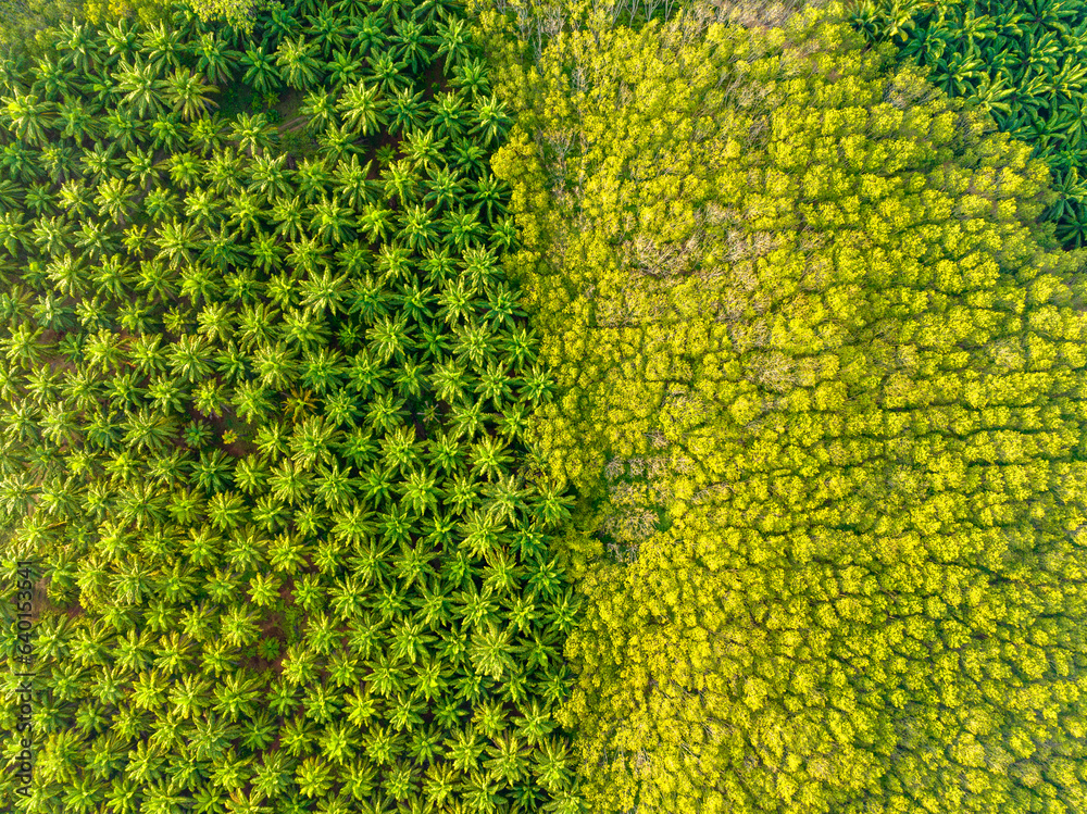 Top view aerial shot of the palm grove with green trees forest,palm grove and shadows from palm trees,Amazing nature trees background Top view aerial shot of the palm grove with green trees forest,palm grove and shadows from palm trees,Amazing nature trees background