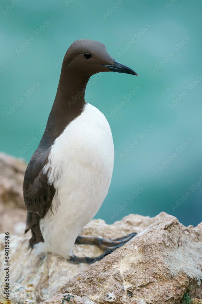 Common murre or common guillemot (Uria aalge) Common murre or common guillemot (Uria aalge)
