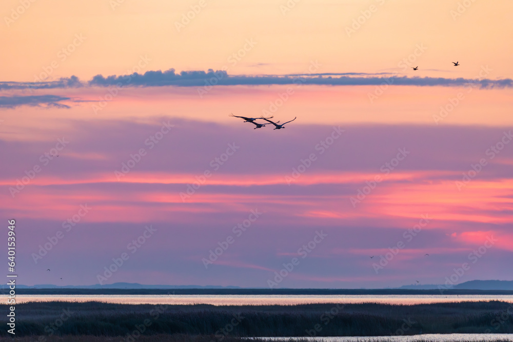 Fliegende Kraniche zum Sonnenaufgang am Pramort an der Ostsee.